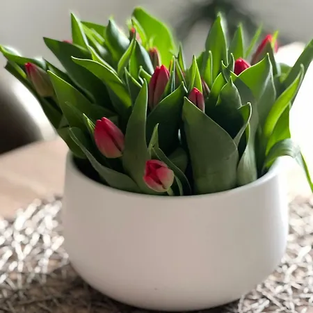 Storchennest شقة *